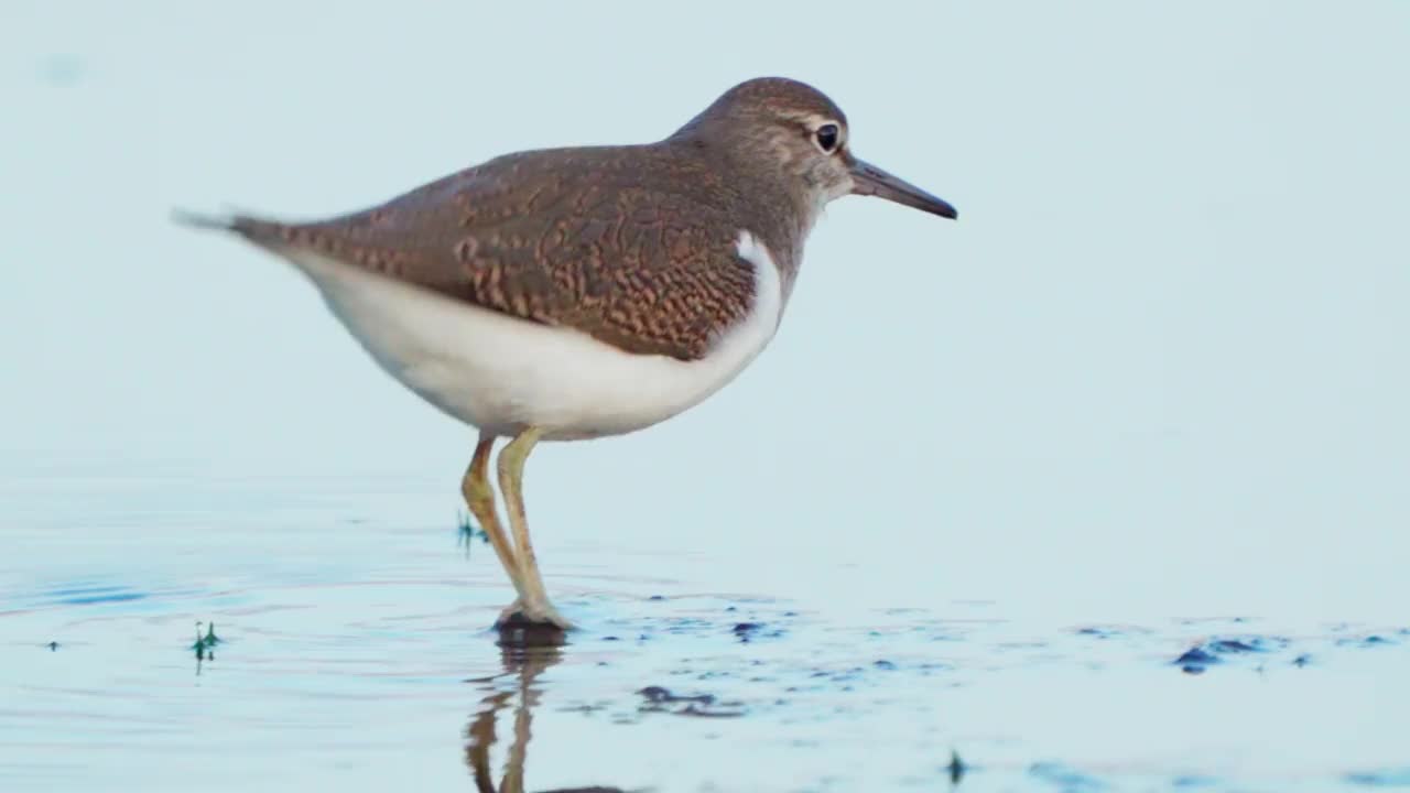 鸟类——普通鹬(Actitis hypoleucos)在一个阳光明媚的春天早晨穿过沼泽，寻找幼虫并吃掉它们。视频素材