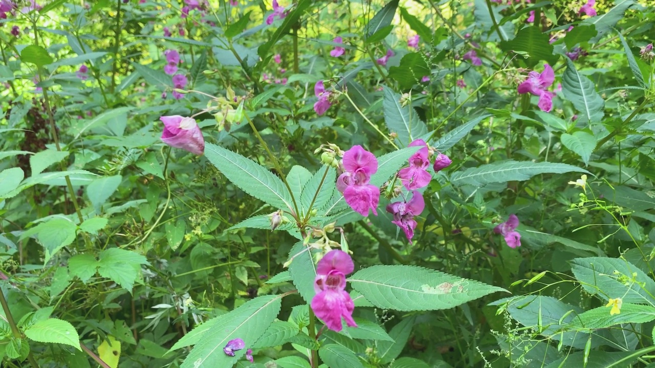 草地上的大黄蜂。视频素材