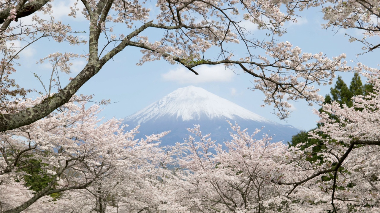 樱花之上的富士山视频素材