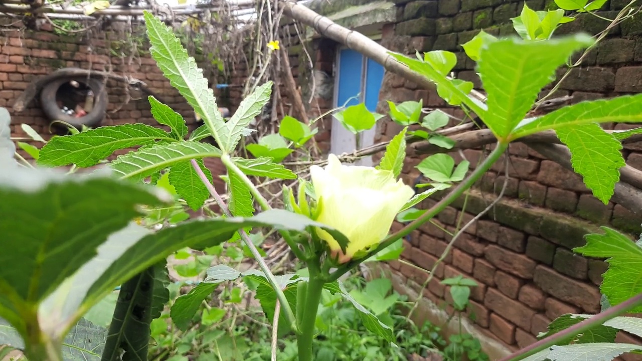 秋葵或女手指植物在家庭花园。视频素材