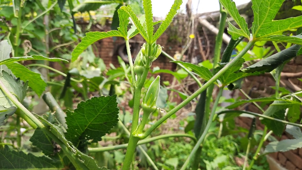 秋葵或女手指植物在家庭花园。视频素材