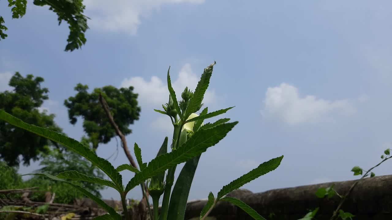 秋葵或女手指植物在家庭花园。视频素材