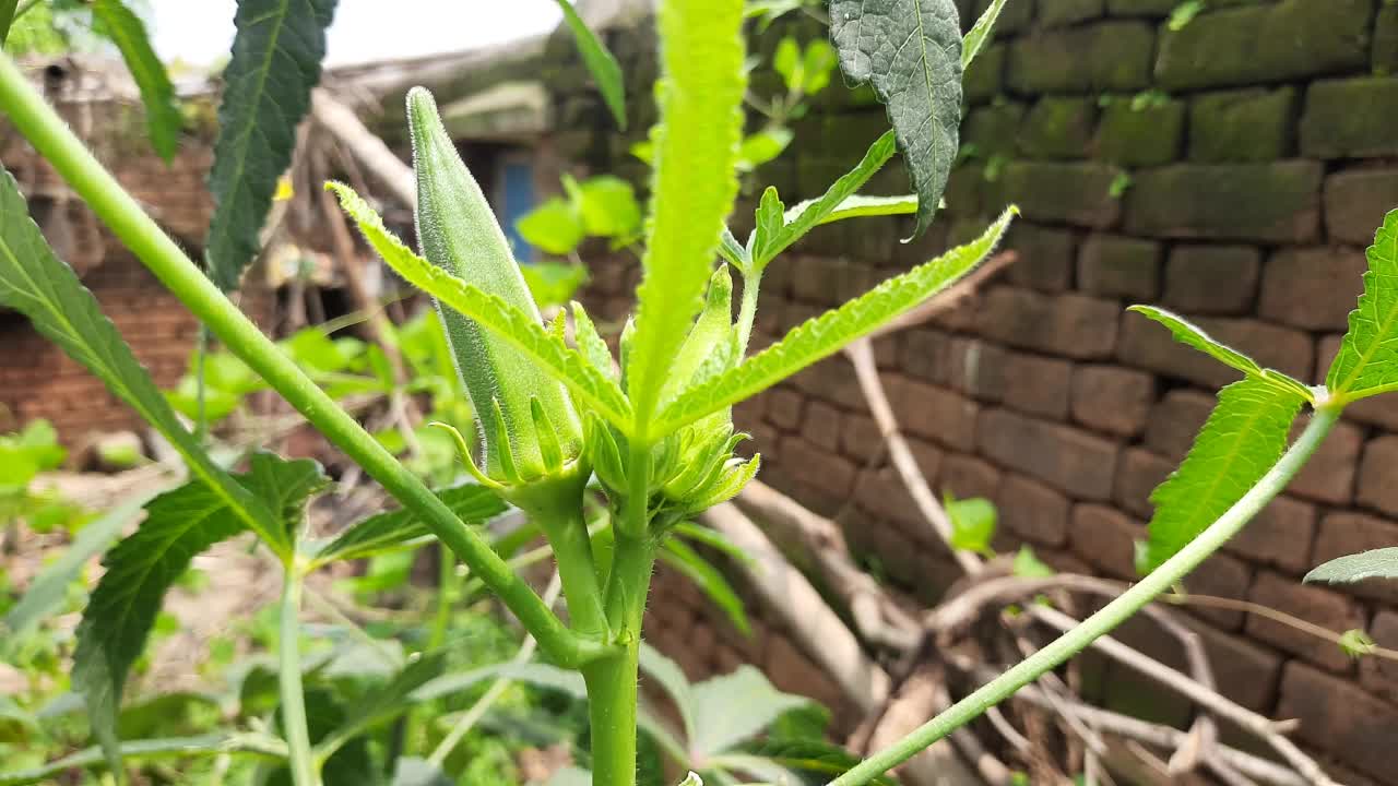 秋葵或女手指植物在家庭花园。视频素材