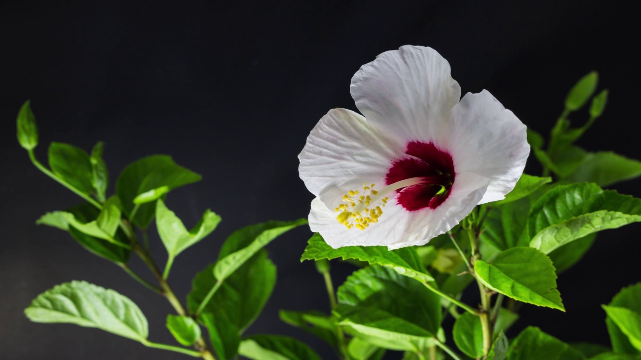 白芙蓉视频下载