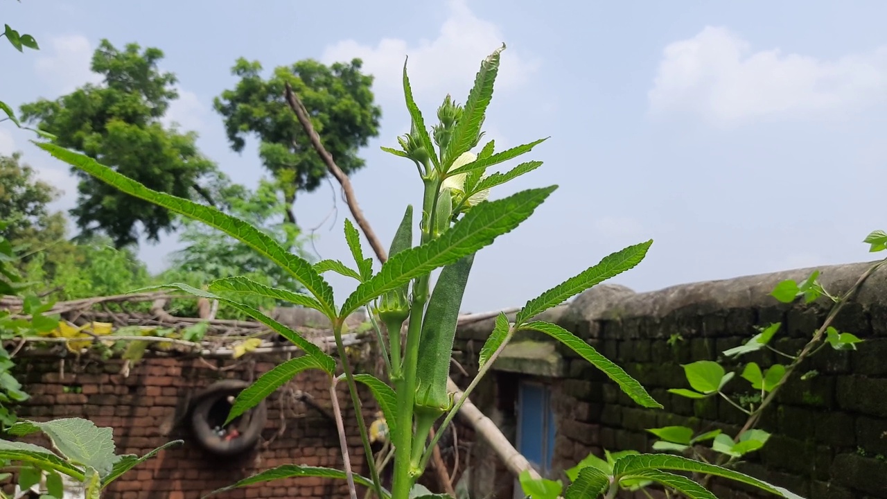 秋葵或女手指植物在家庭花园。视频素材