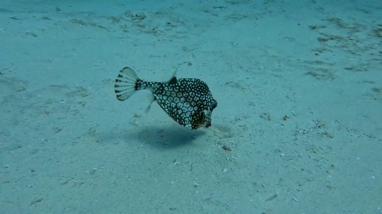 墨西哥科苏梅尔(Cozumel)一条光滑干鱼(Lactophrys triqueter)的4k视频视频素材