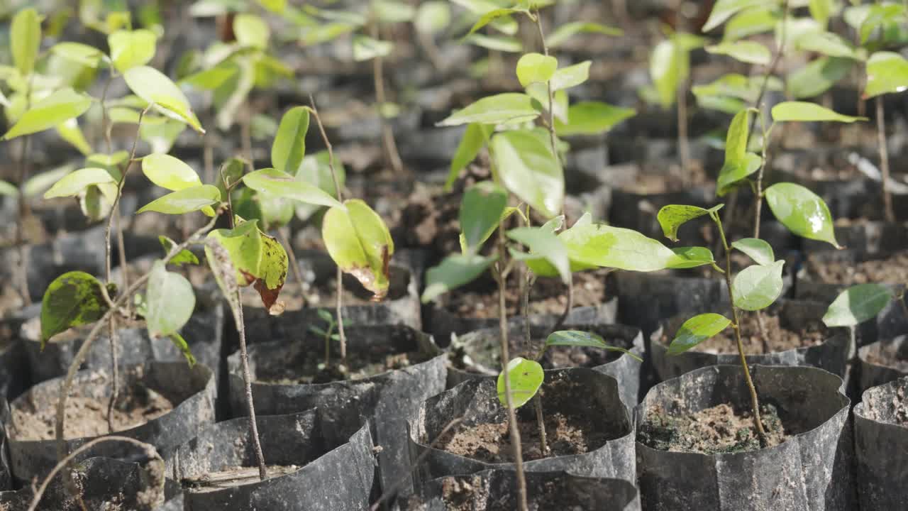 为保护森林和环境而种植的绿叶小树和小树的特写4K和慢镜头，体现了农业和园艺的理念。视频素材