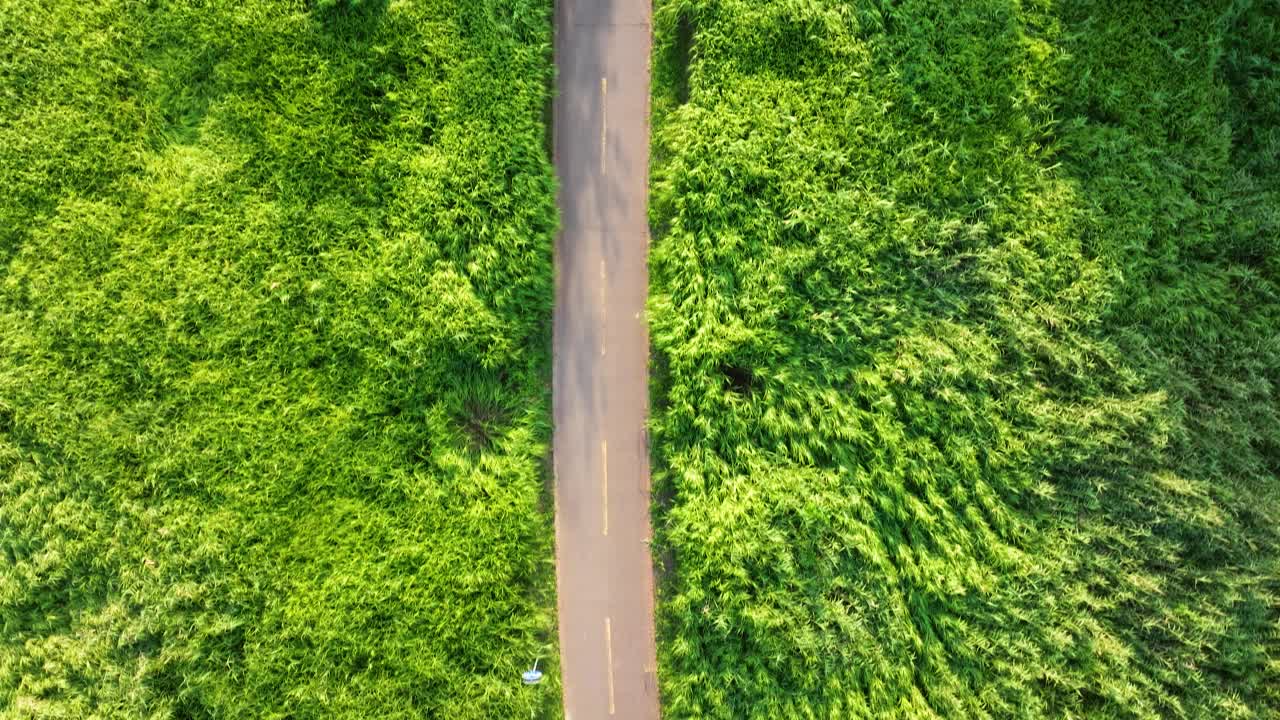 阳光明媚的自行车道鸟瞰图视频素材