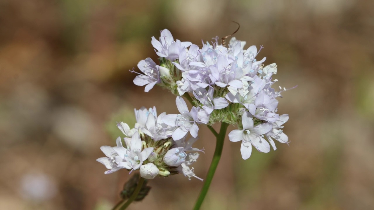 吉莉亚Achilleifolia Bloom -圣莫尼卡山脉- 033122视频素材