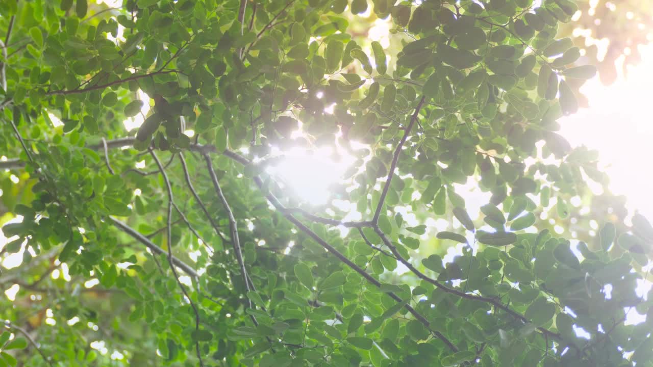透过树枝看到的阳光。视频素材