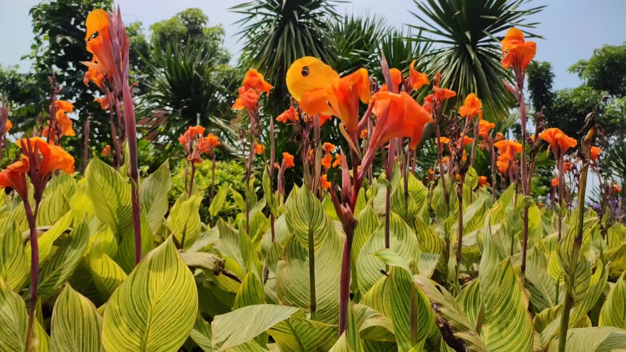 橙色美人蕉花盛开在花园里视频素材