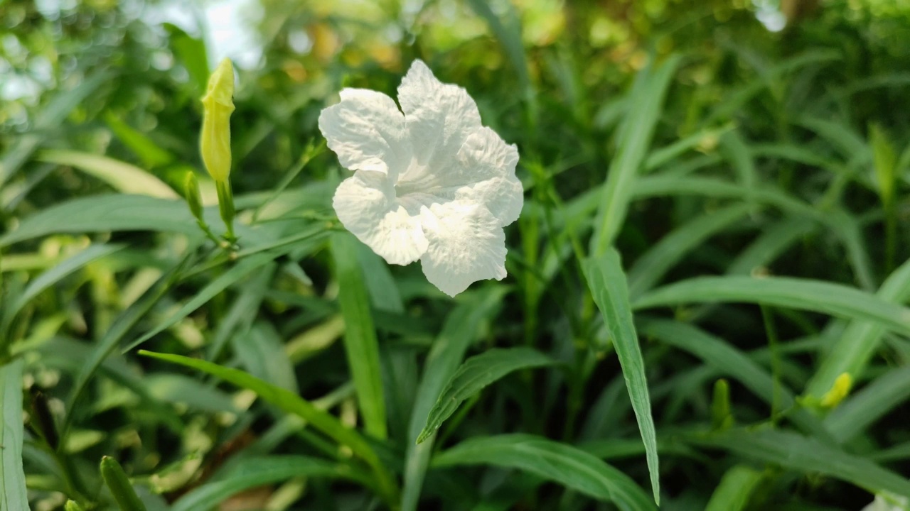 白金色的花在花园里随风飘荡视频素材