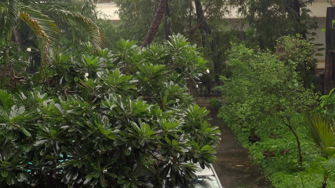 在有风的条件下，雨滴落在绿色花园-选择性集中视频下载