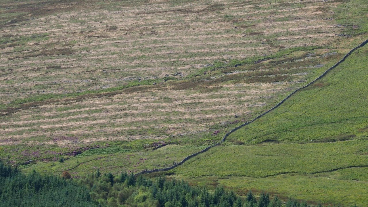 英国湖区Harter Fell的Duddon山谷，原针叶树种植园被清除，以允许本地再生。视频素材