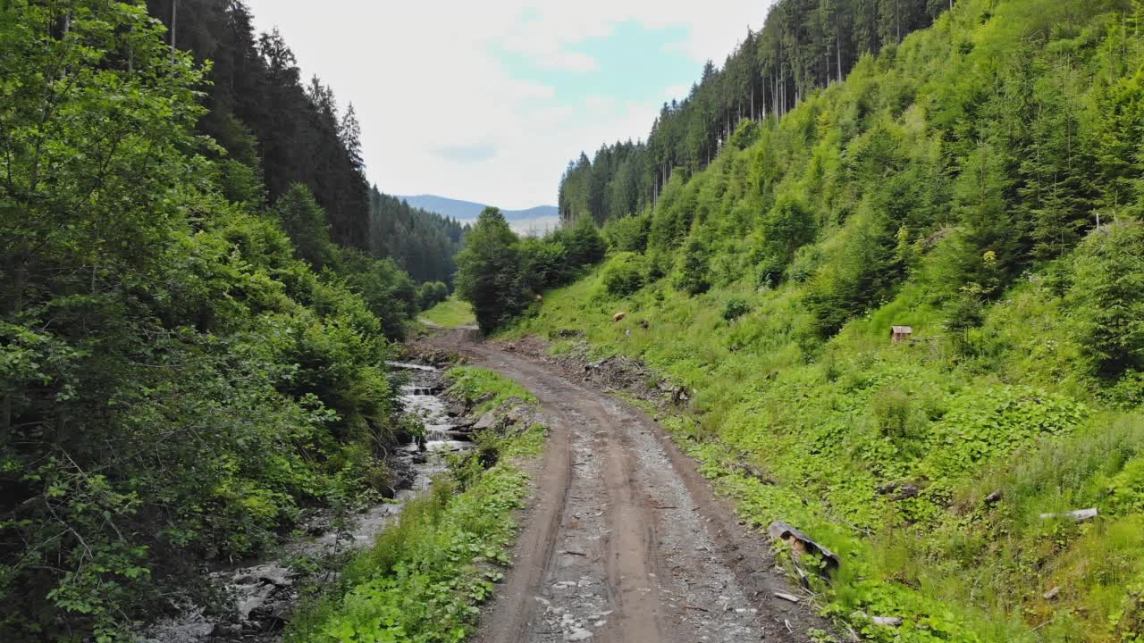 高山上有茂密的松林，周围景色优美视频素材