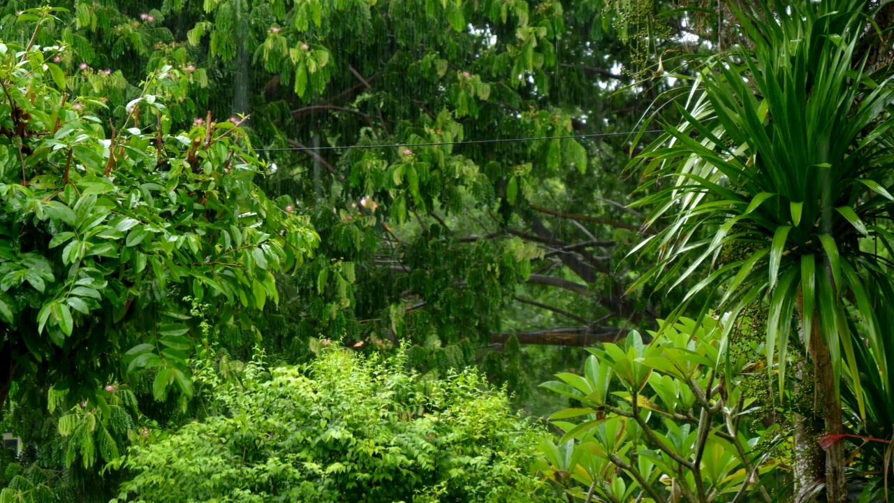 雨落在树上的绿叶上。视频素材