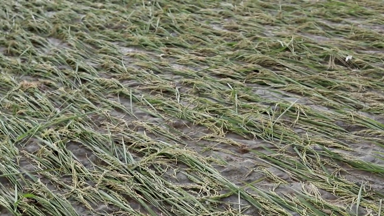 暴雨和风暴过后，巴基斯坦山谷发生洪水视频素材