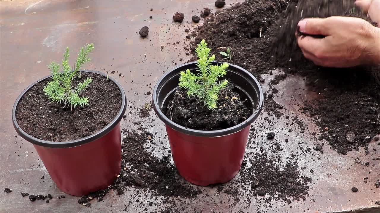 用新的花盆手动替换年轻的红杉树——这是一种用于种植针叶树的概念视频素材