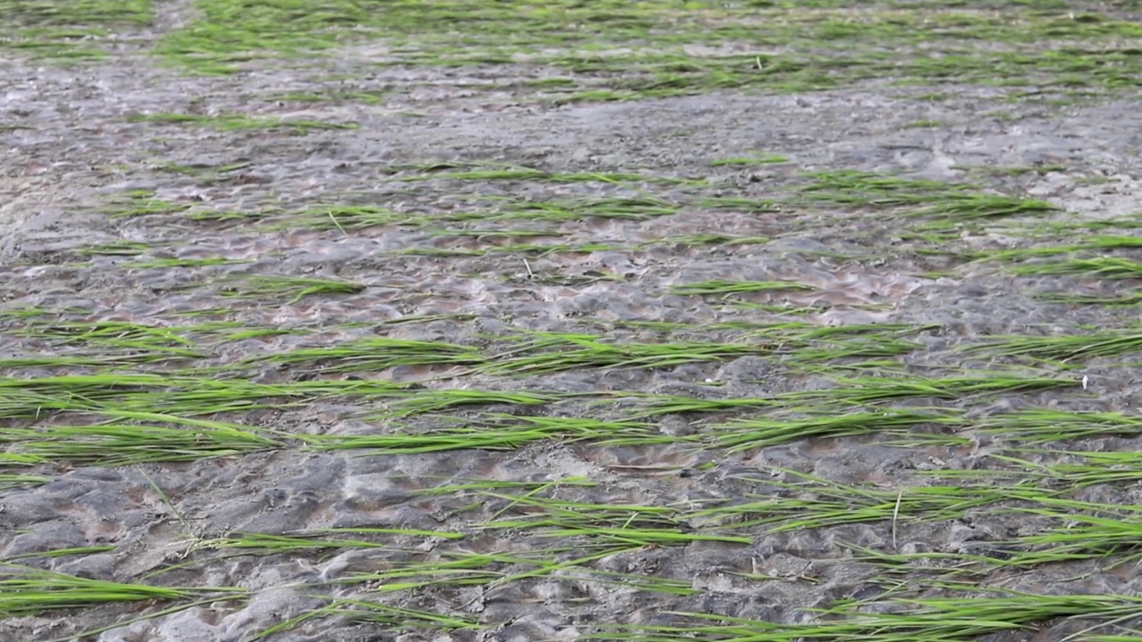 斯瓦特河谷的农田在暴雨和洪水过后遭到破坏视频素材