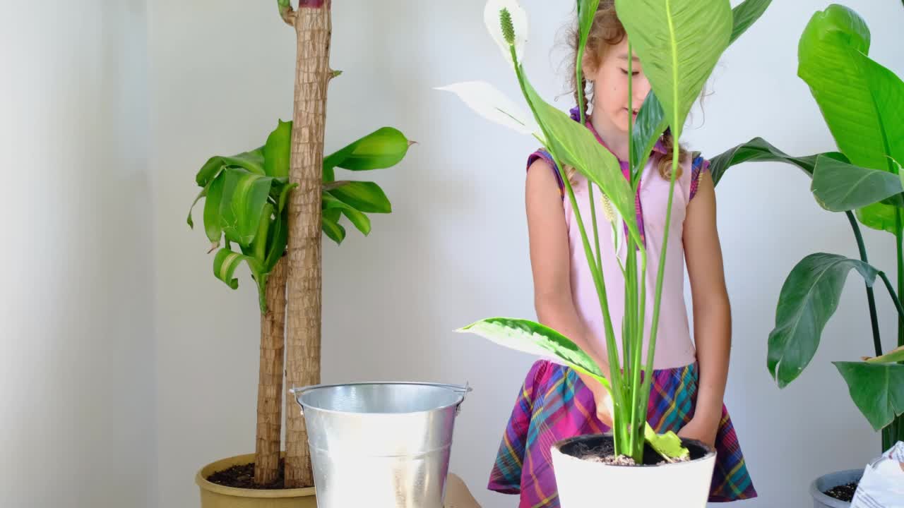 女孩将一盆室内盆栽植物移植到有排水系统的新土壤中。芋知觉，盆栽植物护理，浇水，施肥，用勺子把混合物撒在锅里，压实视频素材