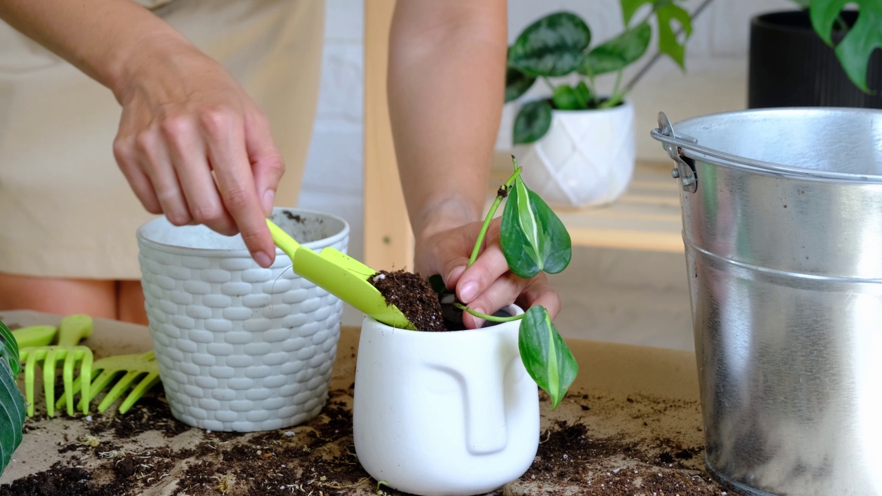 一名妇女用手将一盆室内盆栽巴西philodendron brasil移栽到一块新的土地上，花盆是白色的，上面有一张脸。盆栽植物护理，旱生藤蔓视频素材