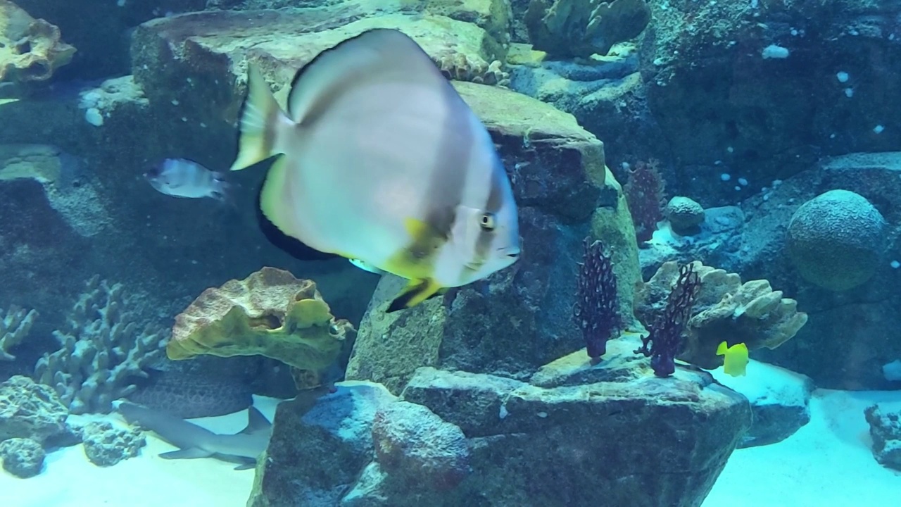 美丽的鱼在水族馆里游泳。海洋生物，海底世界视频素材