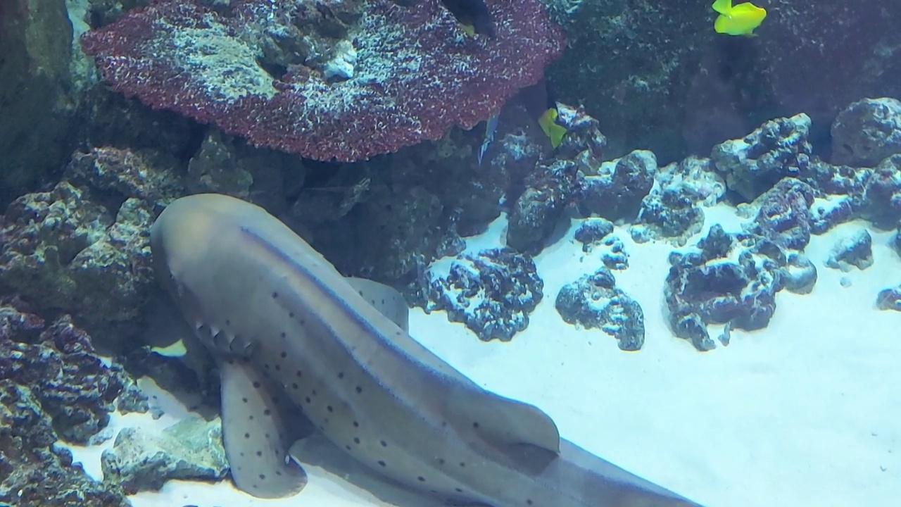 水族馆里的鲨鱼。海洋生物，海底世界视频下载