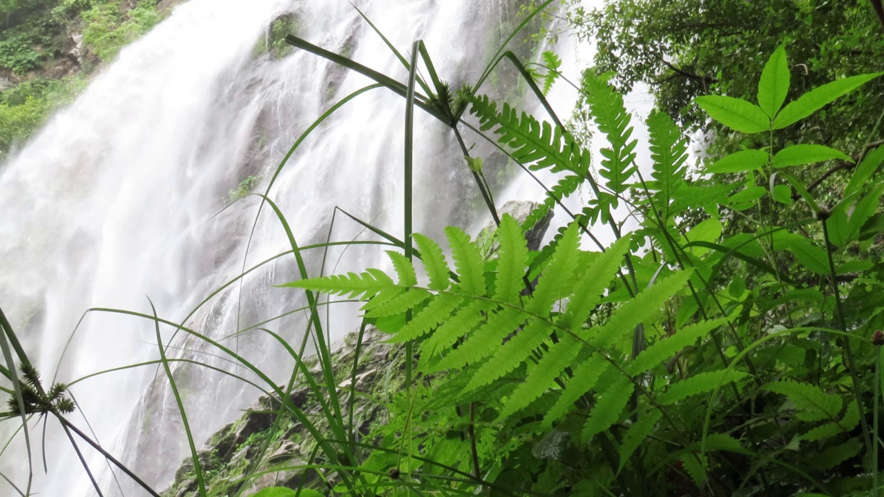 蕨类植物和瀑布视频素材