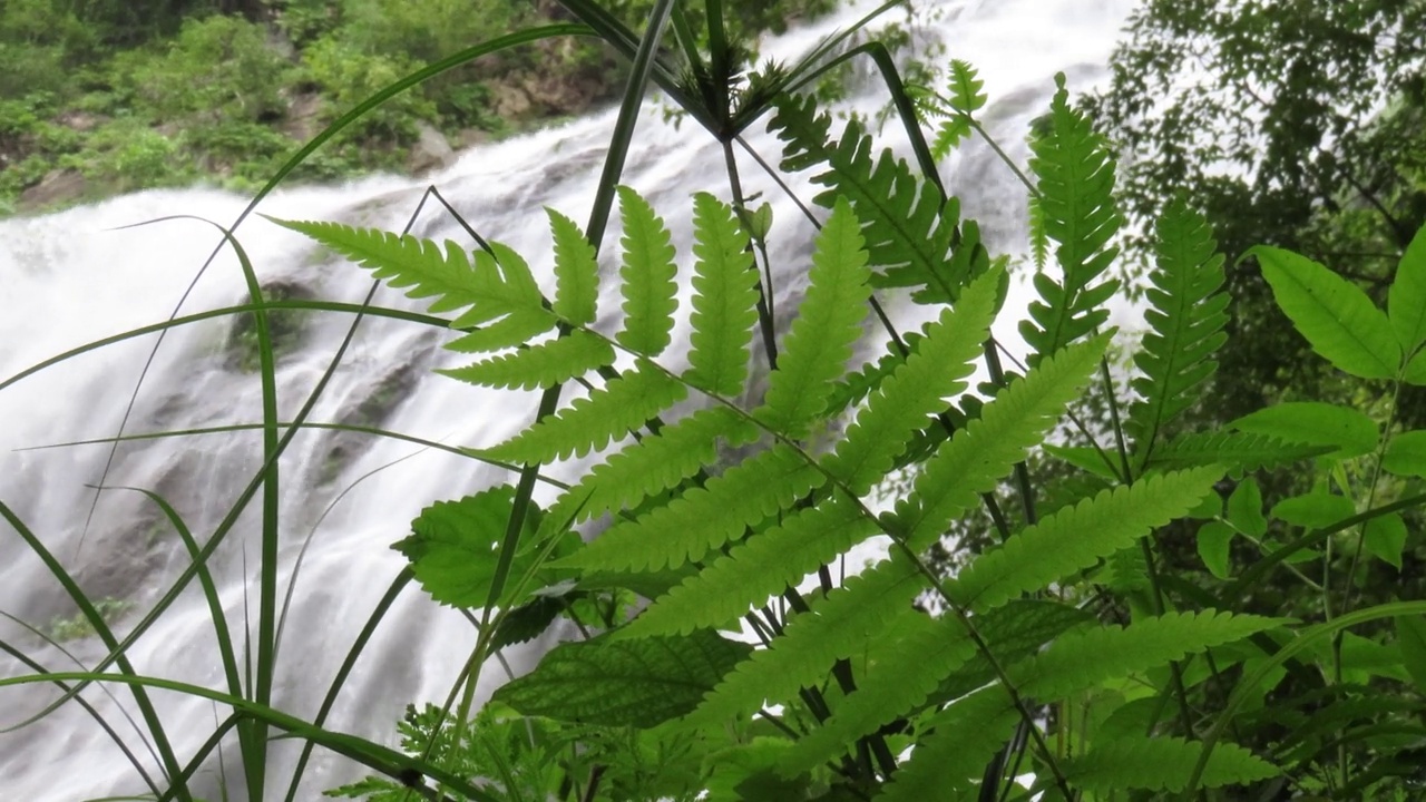 蕨类植物和瀑布视频素材