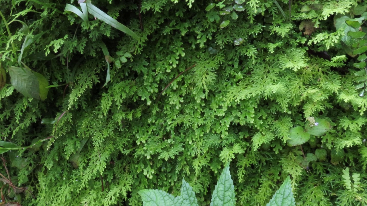 蕨类植物和瀑布视频素材