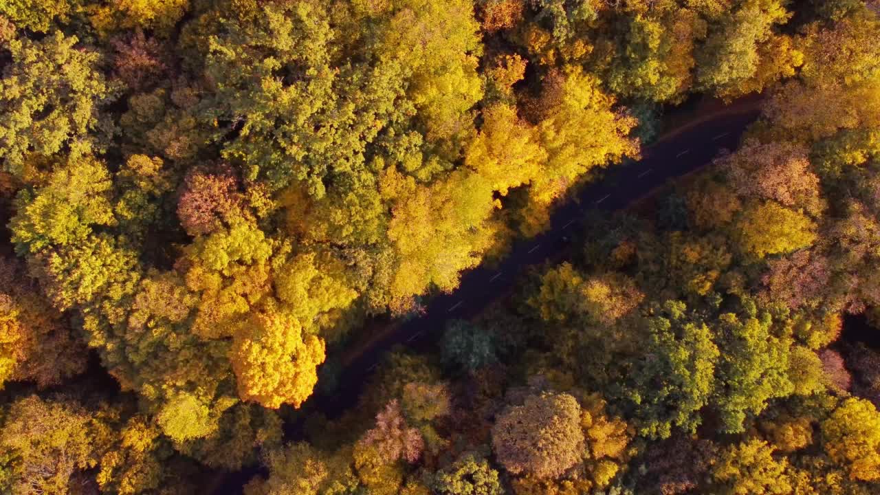 秋季森林鸟瞰图背景拍摄于乌克兰基辅视频素材