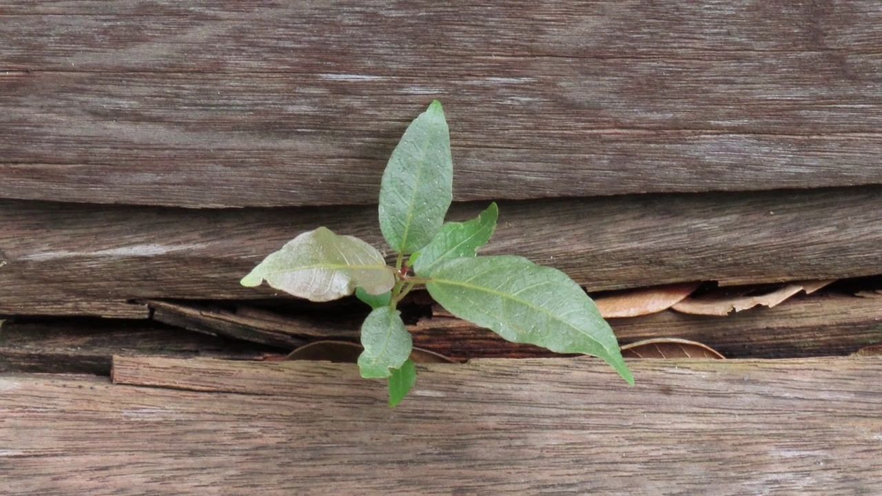 从木板上长出来的植物视频素材