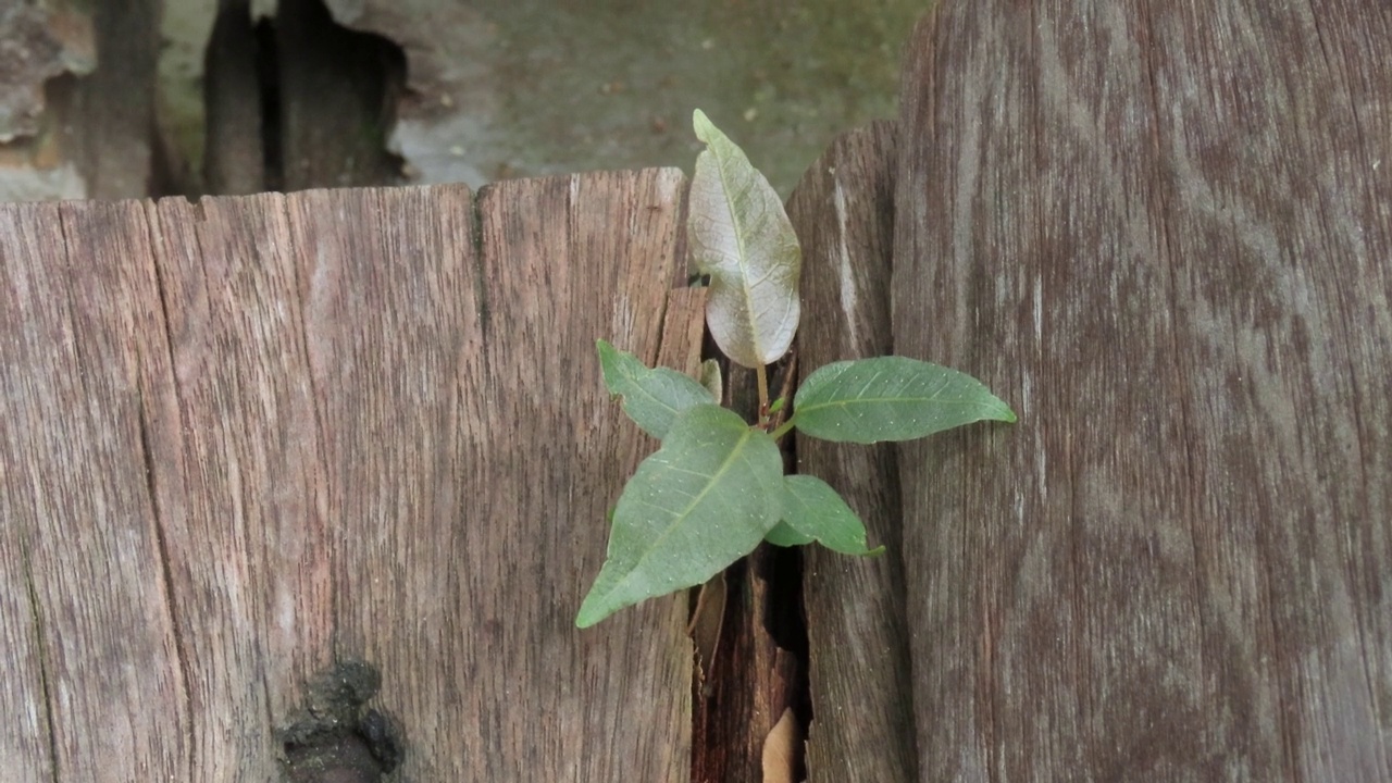 从木板上长出来的植物视频素材