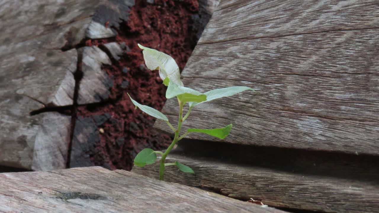 从木板上长出来的植物视频素材