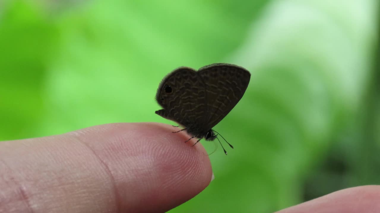 蜥蜴科蝴蝶在手指上视频素材