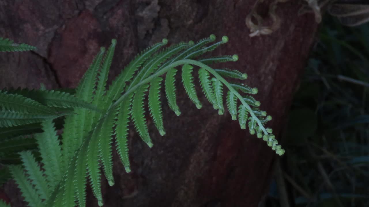 热带雨林中的新蕨类植物叶子视频素材