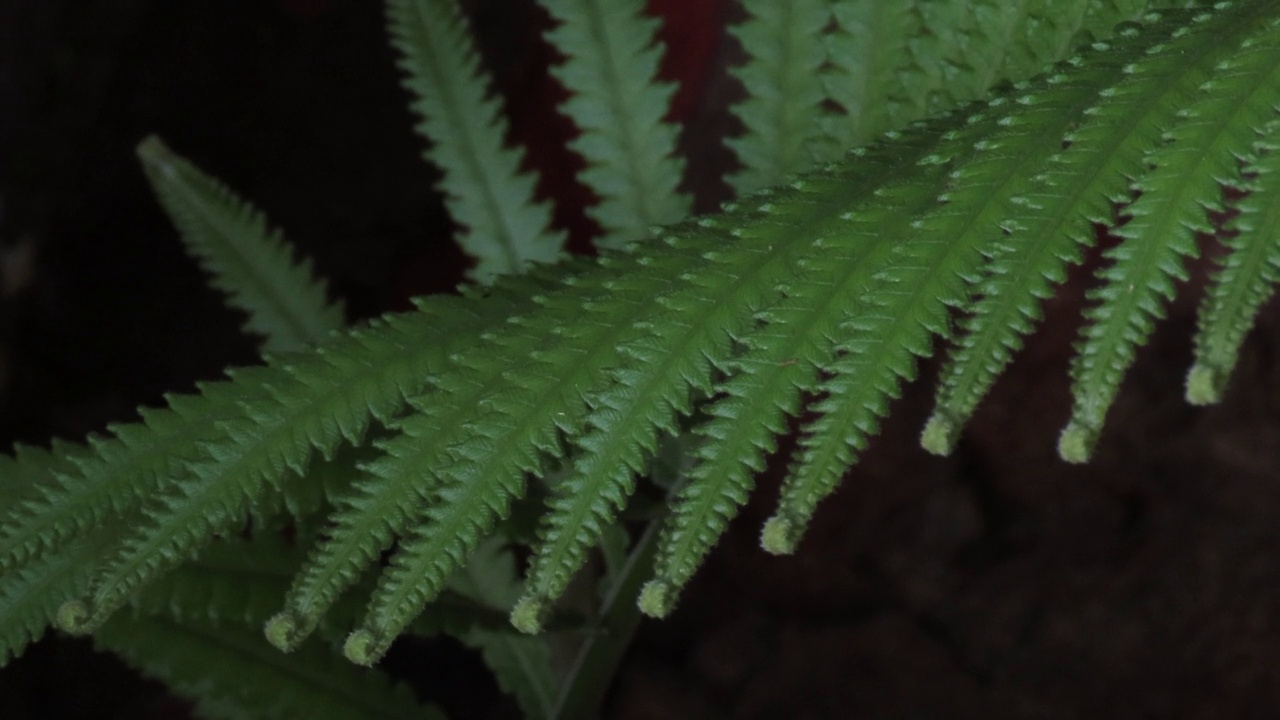 热带雨林中的新蕨类植物叶子视频素材