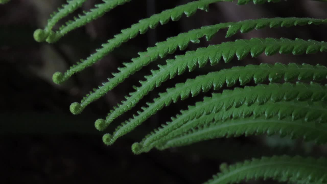 热带雨林中的新蕨类植物叶子视频素材