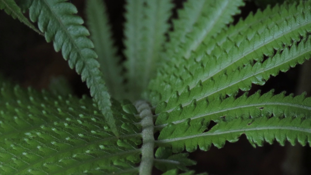 热带雨林中的新蕨类植物叶子视频素材