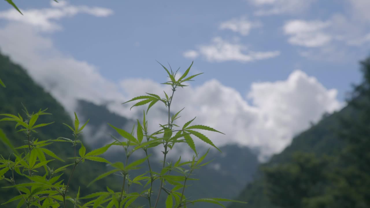 山地麻类植物视频素材