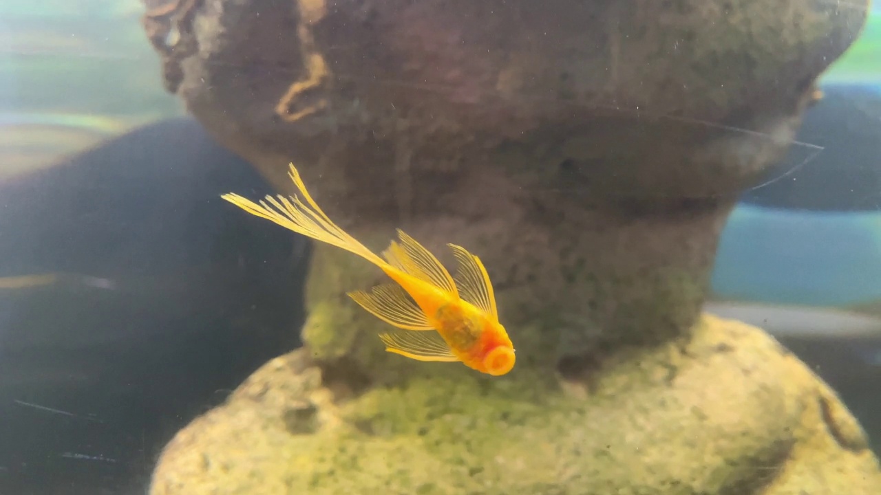 安西特鲁斯·超级红正在一个淡水水族馆里清洗玻璃。视频素材