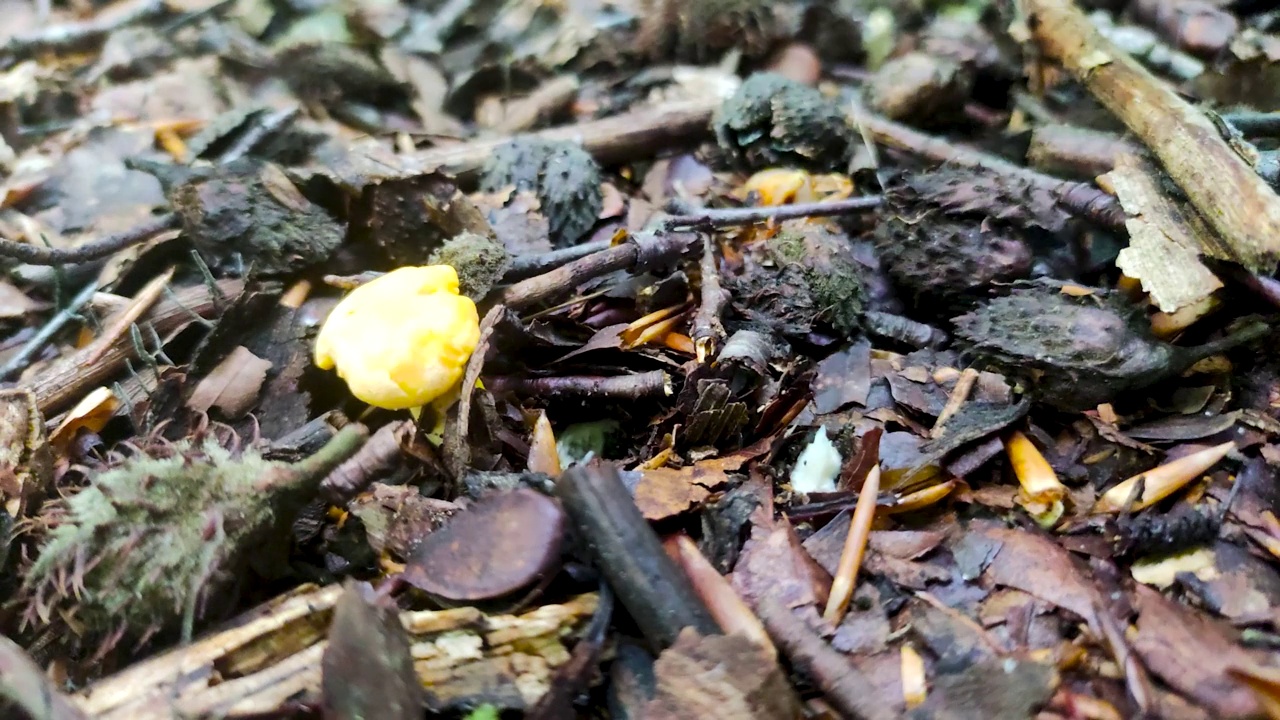 在夏季森林中采集鸡油菌。视频素材