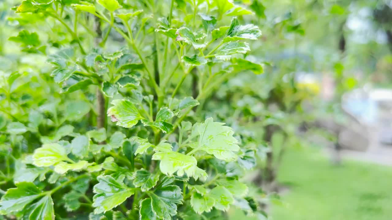 风中的花朵视频下载