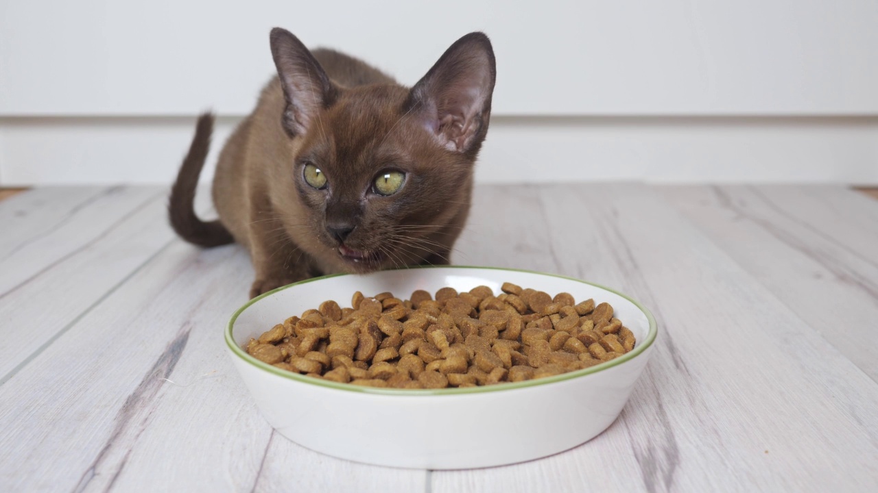 两只小猫从一个大碗里吃湿的食物。健康的猫粮和宠物体重控制，不吃干粮视频素材