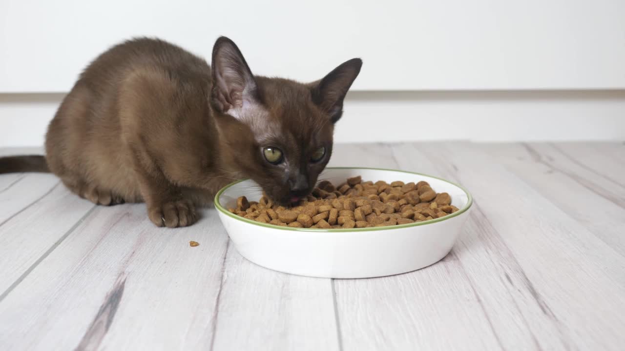 小猫从大碗里吃碎石。健康猫粮和体重控制，猫干粮视频素材