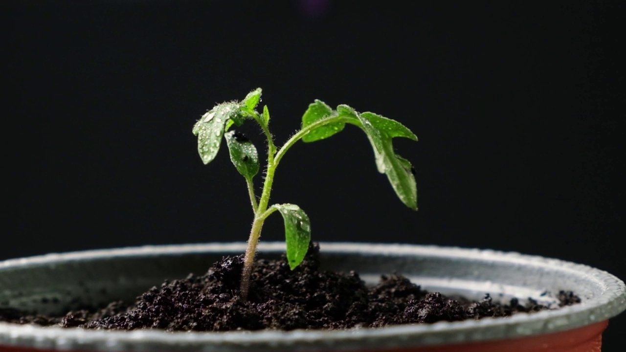 从种子开始，一步一步地种植西红柿。步骤10 -种植幼苗。视频素材