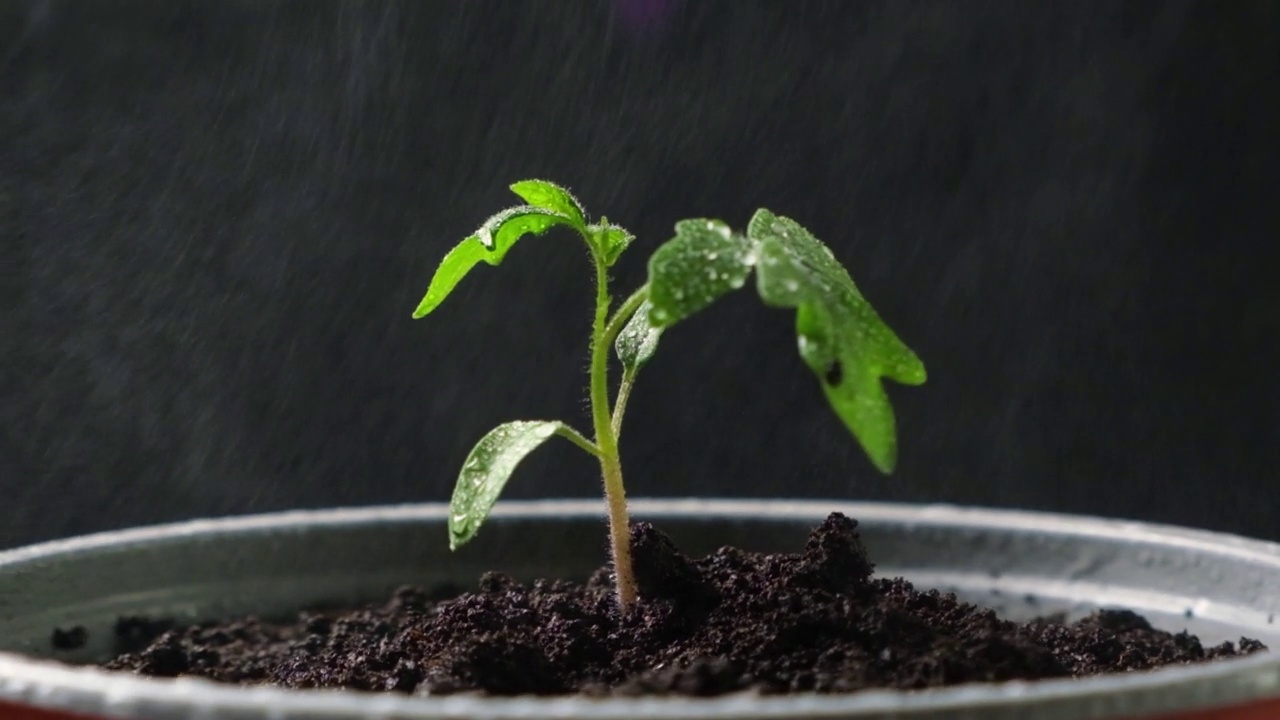 从种子开始，一步一步地种植西红柿。步骤10 -在花盆中浇水。视频素材