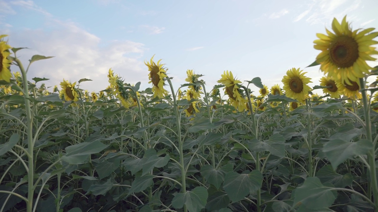 一片黄色的向日葵花在云彩的背景下。向日葵在风中摇曳。夏天阳光明媚，美丽的田野上开满了向日葵。在田野里成熟的庄稼视频素材