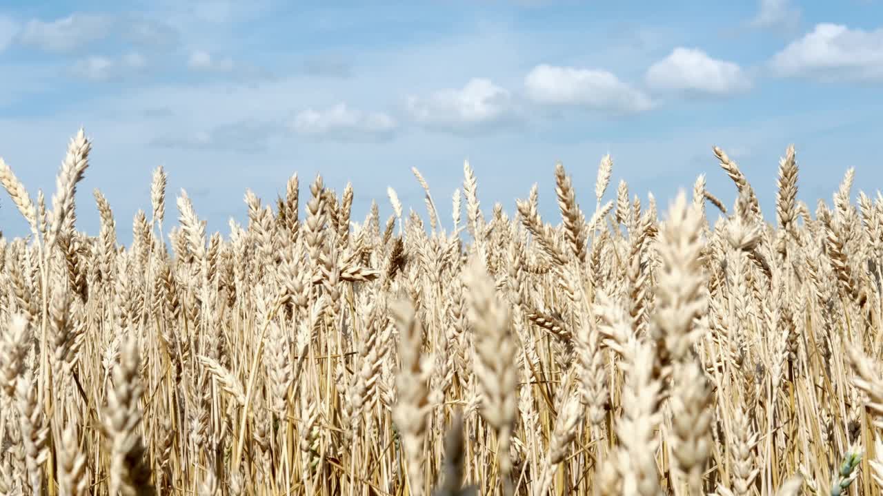 金色成熟的小麦耳朵特写。无尽的麦田。收获，农业农场，健康食品理念视频素材