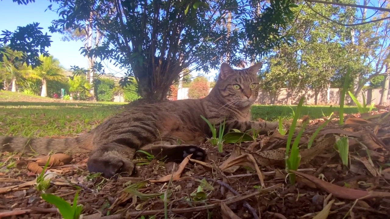 享受户外花园的虎斑猫视频素材